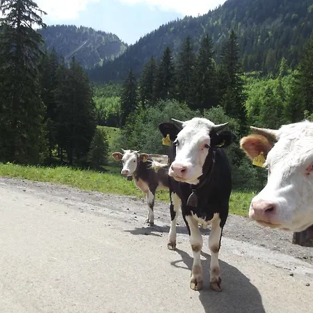 Gemuetliche Ferienwohnung In Urigem Bauernhaus * Pfronten